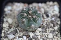 Gymnocalycium moroense - natalie Tom 09-3941.jpg